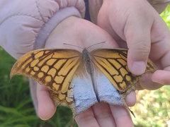 Consul excellens genini