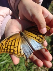 Consul excellens genini