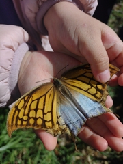 Consul excellens genini