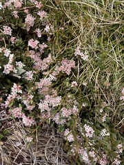 Pimelea alpina