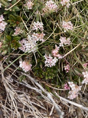 Pimelea alpina