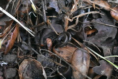 Batrachoseps nigriventris