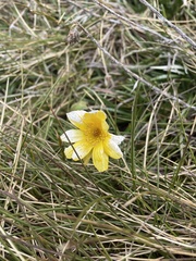 Ranunculus gunnianus
