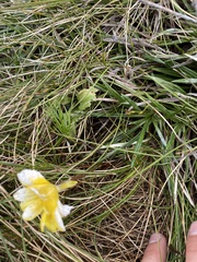 Ranunculus gunnianus