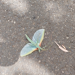 Tropidoderus rhodomus