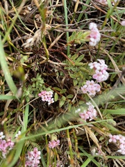 Pimelea alpina