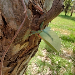 Tropidoderus rhodomus