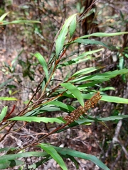 Grevillea longifolia