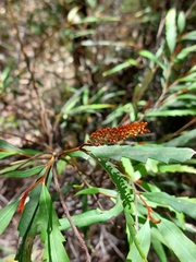 Grevillea longifolia