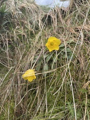 Ranunculus muelleri