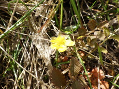 Argentina anserinoides