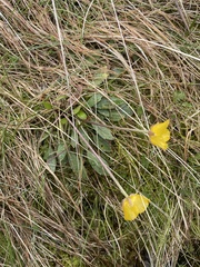 Ranunculus muelleri
