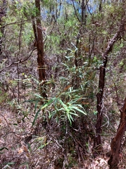 Grevillea longifolia