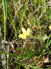 Argentina anserinoides