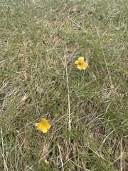 Ranunculus gunnianus