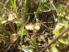 Argentina anserinoides