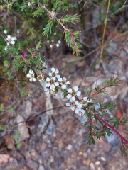 Leptospermum arachnoides