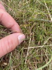 Ranunculus gunnianus