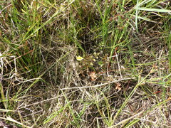 Argentina anserinoides