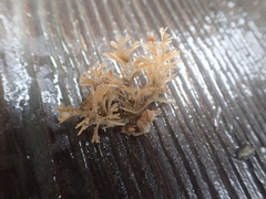 Bugulidae