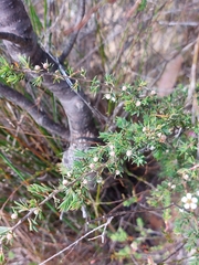 Leptospermum arachnoides