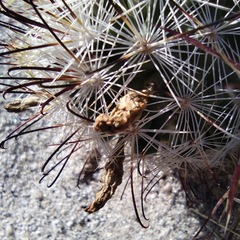 Mammillaria tetrancistra