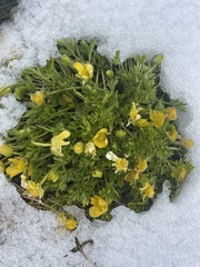 Ranunculus graniticola