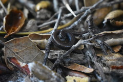 Batrachoseps nigriventris