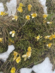 Ranunculus gunnianus
