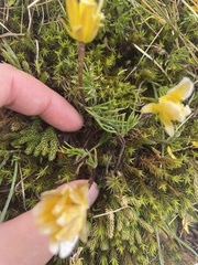 Ranunculus gunnianus