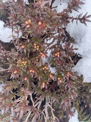 Orites lancifolius
