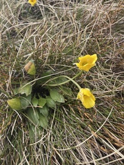 Ranunculus muelleri