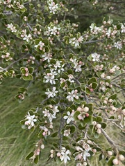 Nematolepis ovatifolia