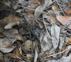 Batrachoseps nigriventris