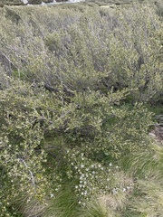 Nematolepis ovatifolia