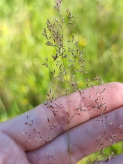 Agrostis canina