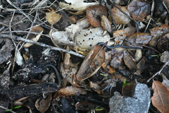 Batrachoseps nigriventris