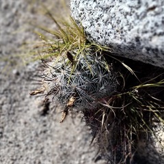Mammillaria tetrancistra