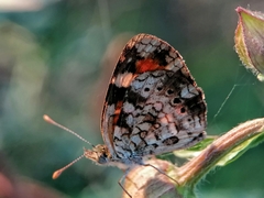 Phyciodes phaon phaon