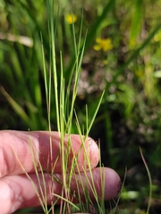 Agrostis canina
