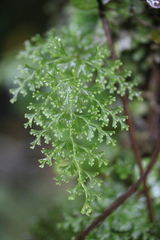 Hymenophyllum demissum