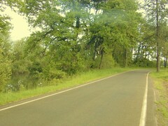 Lathyrus holochlorus