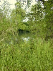 Lathyrus holochlorus