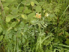 Lathyrus holochlorus