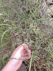 Olearia bullata