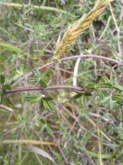 Olearia bullata