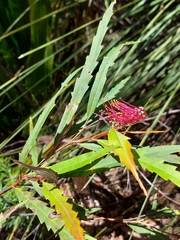 Grevillea longifolia