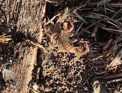 Serradigitus gertschi