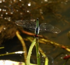Brachydiplax denticauda