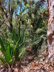 Grevillea longifolia